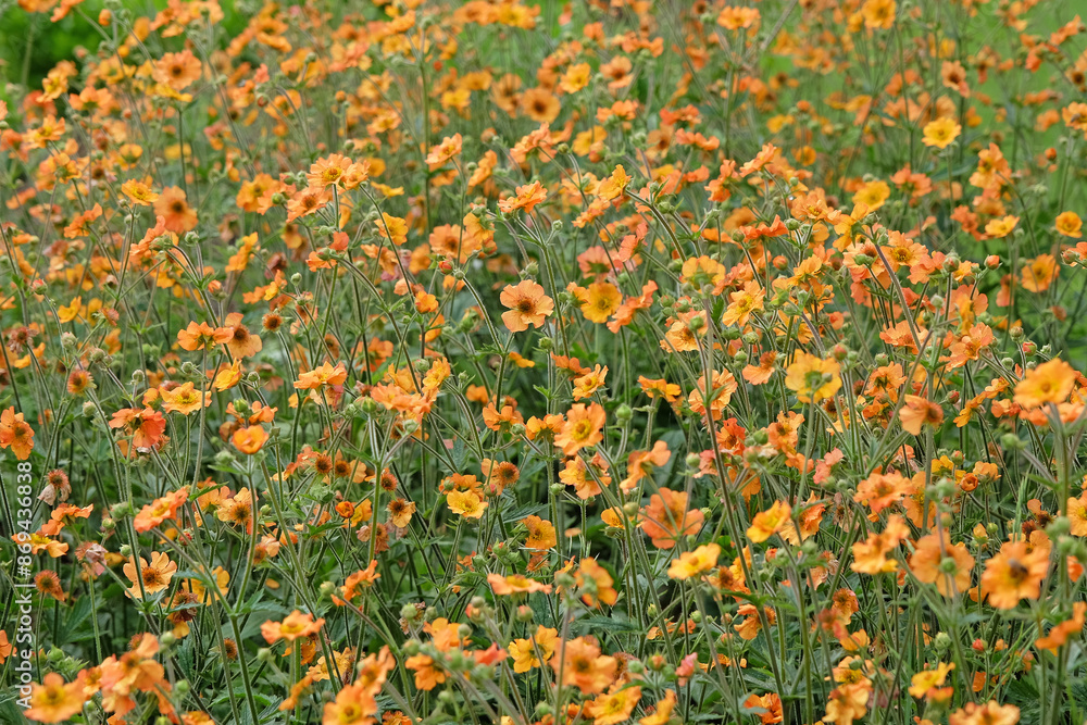 Orange Geum, also known as avens, ‘Totally Tangerine’ in flower. Orange Geum, also known as avens, ‘Totally Tangerine’ in flower.