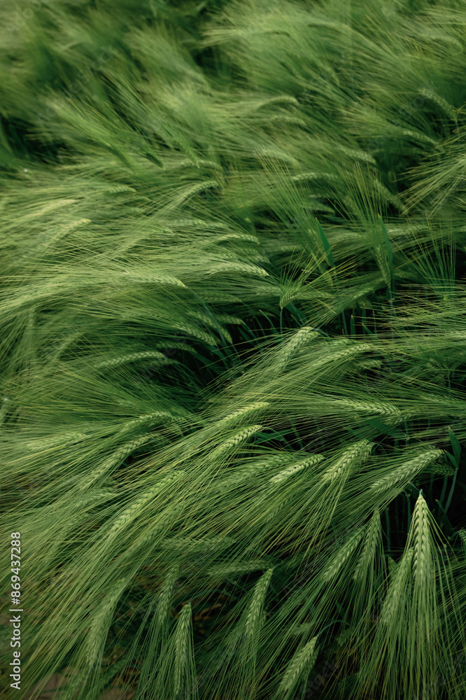 Raw product. Close up view of growing green wheat on agricultural field Raw product. Close up view of growing green wheat on agricultural field