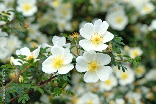 Fototapeta White single shrub rose, Rosa spinosissima ‘Dunwich Rose’ in flower