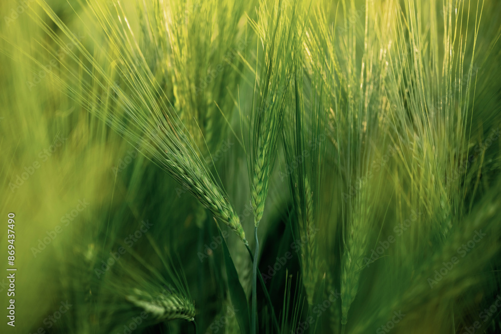 Growing process. Close up view of green wheat on agricultural field Growing process. Close up view of green wheat on agricultural field