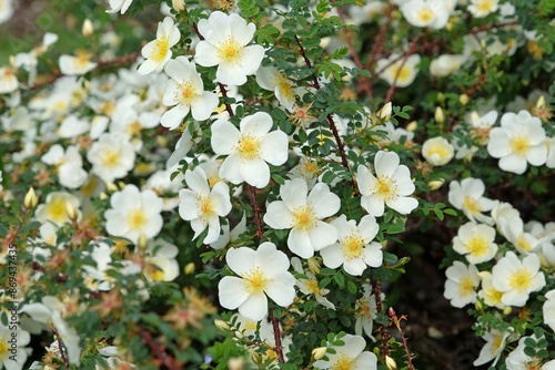 White single shrub rose, Rosa spinosissima ‘Dunwich Rose’ in flower photo