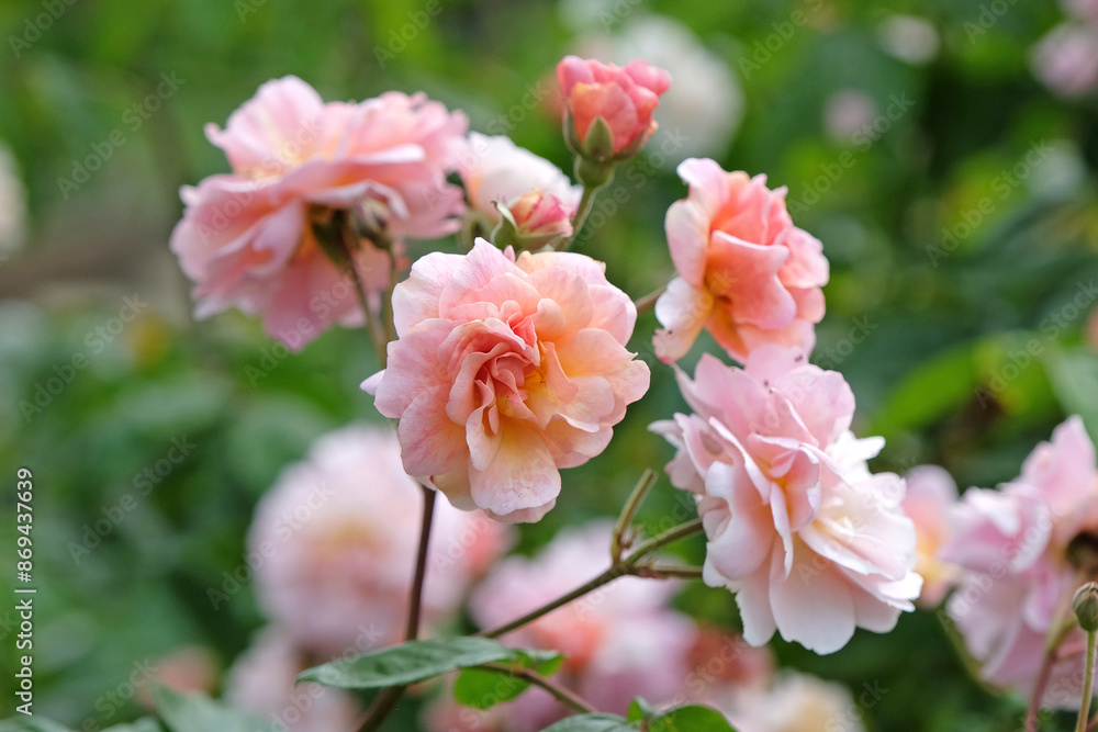 Pale pink and peach shrub rose, rosa ‘Cornelia’ in flower. Pale pink and peach shrub rose, rosa ‘Cornelia’ in flower.