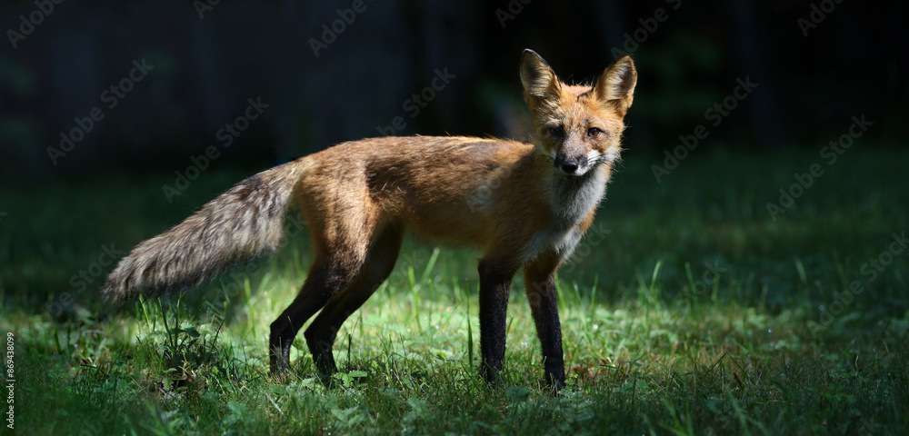 Obraz premium red fox in forest