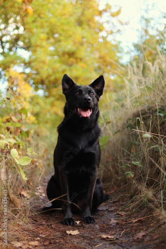 the dog is enjoying the autumn the dog is enjoying the autumn