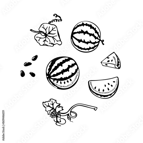 vector black and white linear watermelon set photo