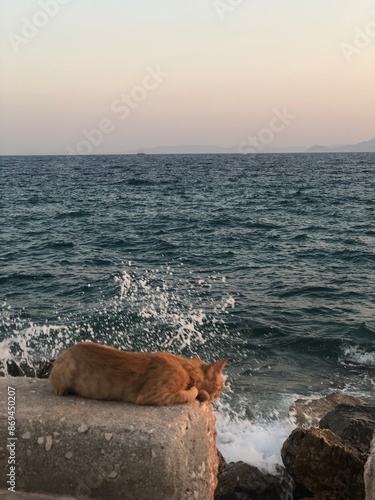 Canvas Print Sunset cats in Athens