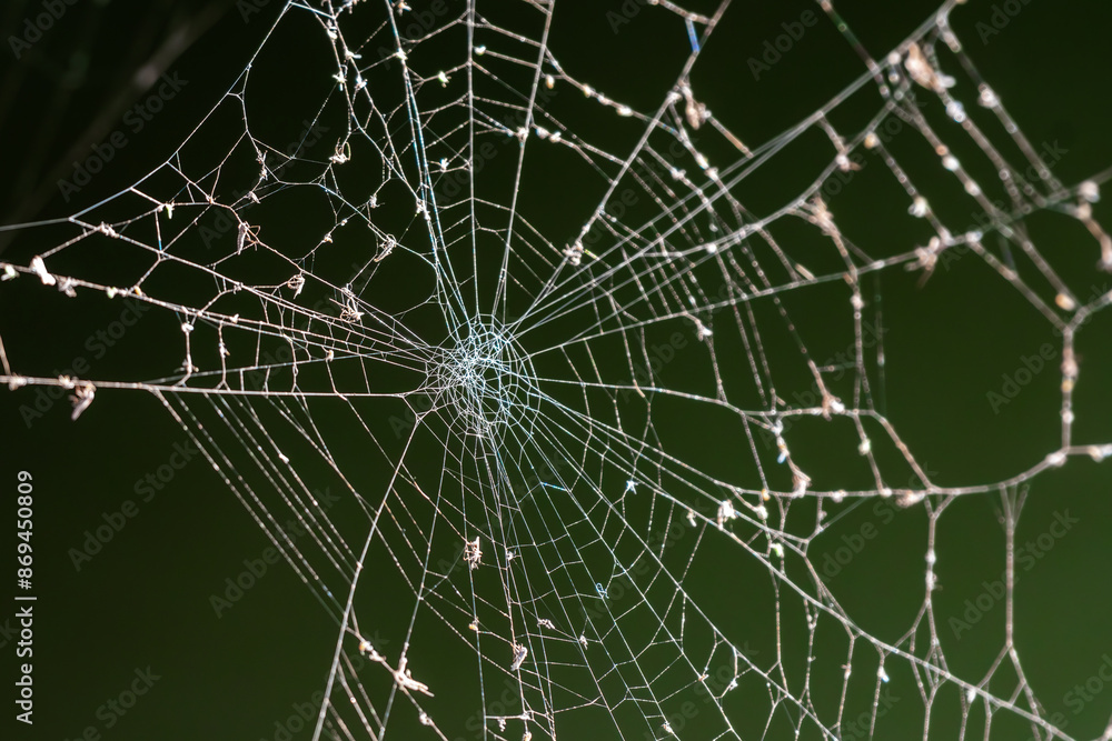 Obraz premium spider web with bugs