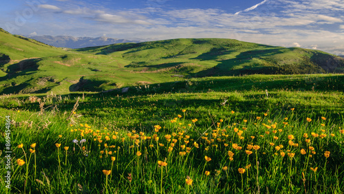 Flowers in Pla d'Anyella meadow in spring (Ripollès, Catalonia, Spain, Pyrenees)