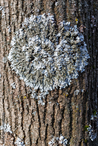 Hypogymnia physodes and Xanthoria parietina common orange lichen, yellow scale, maritime sunburst lichen and shore lichen lichenized fungi growing on a branch. Lichen photo