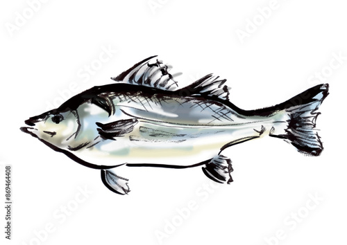 魚の鱸の手書き和風筆イラスト素材