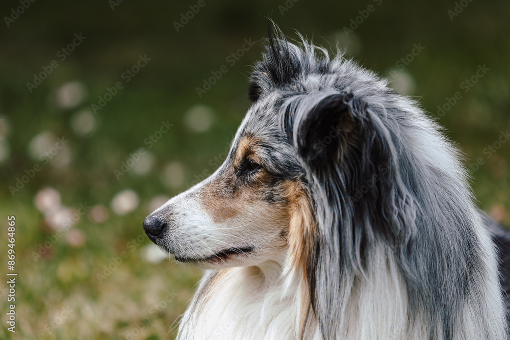 Rare Blue merle shetland sheepdog in green garden. Rare Blue merle shetland sheepdog in green garden.