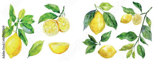 Isolated watercolor lemons with leaves. Botanical illustration of yellow citrus fruit. Ideal for packaging design.