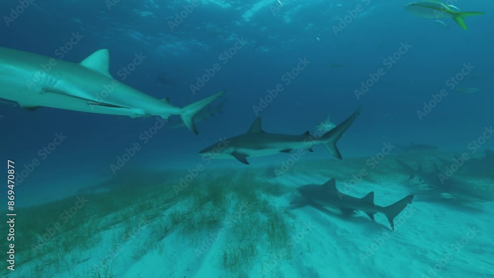 Underwater images of sharks at Tiger Beach in the Bahamas. Underwater images of sharks at Tiger Beach in the Bahamas.