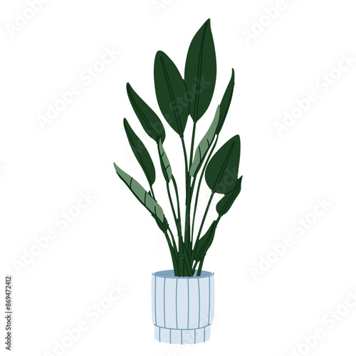 Strelitzia alba, potted house plant with big green leaf. Bird of paradise tree in planter. Interior houseplant.