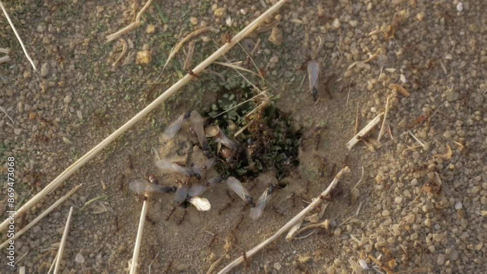 Ants moving around their nest entrance in a summer sunset
