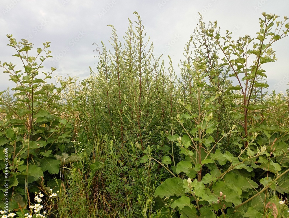 Big green burdocks and quinoa on an overgrown field. Harmful plants in the fields. Many green tall plants in the field. Big green burdocks and quinoa on an overgrown field. Harmful plants in the fields. Many green tall plants in the field.