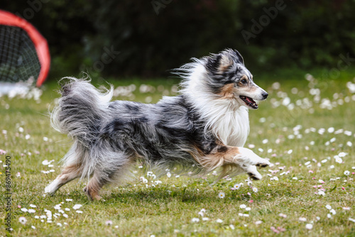 Blue merle shetland sheepdog herding dog running and playing in garden, park.