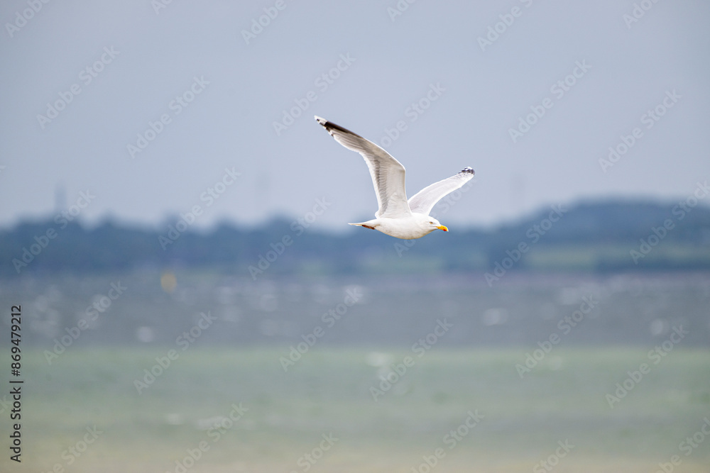 Silbermöwe im Flug, larus argentatus, Silbermöwe im Flug, larus argentatus,