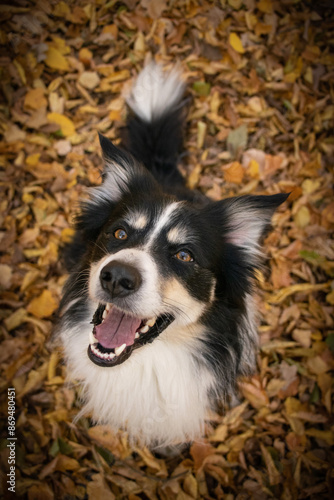 Autumn portrait of border collie in leaves. He is so cute in the leaves. He has so lovely face.   © doda