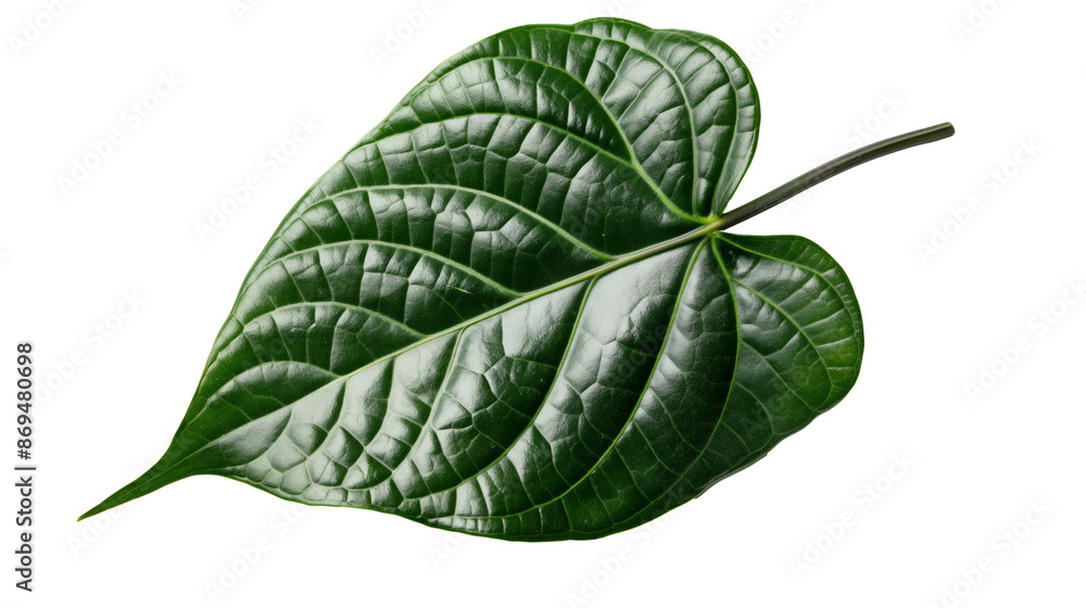 Obraz premium leaves isolated on white background