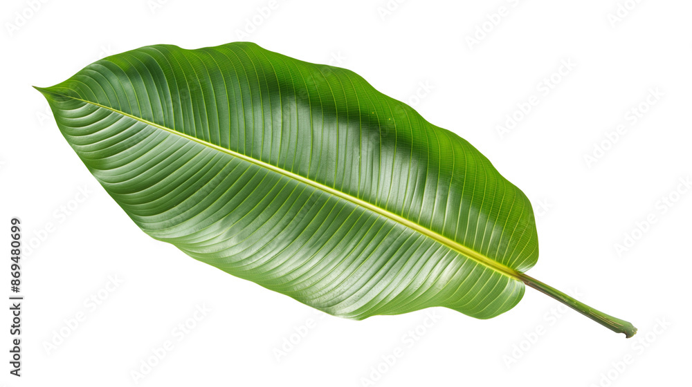 Fototapeta premium leaves isolated on white background