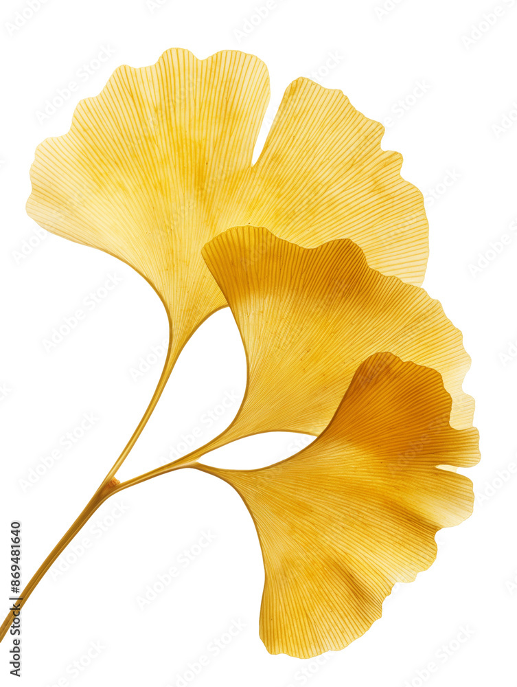 yellow maple ginkgo leaves yellow maple ginkgo leaves
