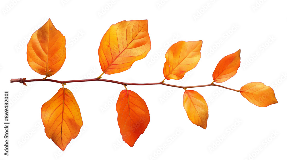 Autumn bunch of tree branches isolated on white background Autumn bunch of tree branches isolated on white background