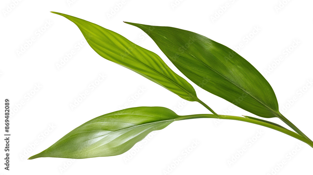 Green leaves isolated on white background Green leaves isolated on white background