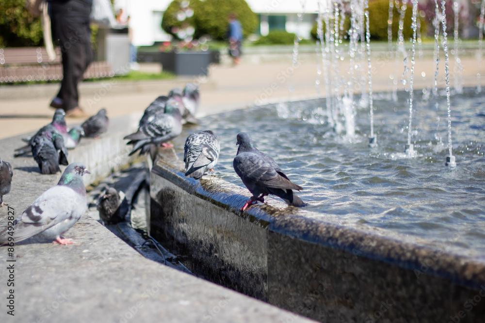 Fototapeta premium City birds leisurely drink water from fountain with beaks and wings spread