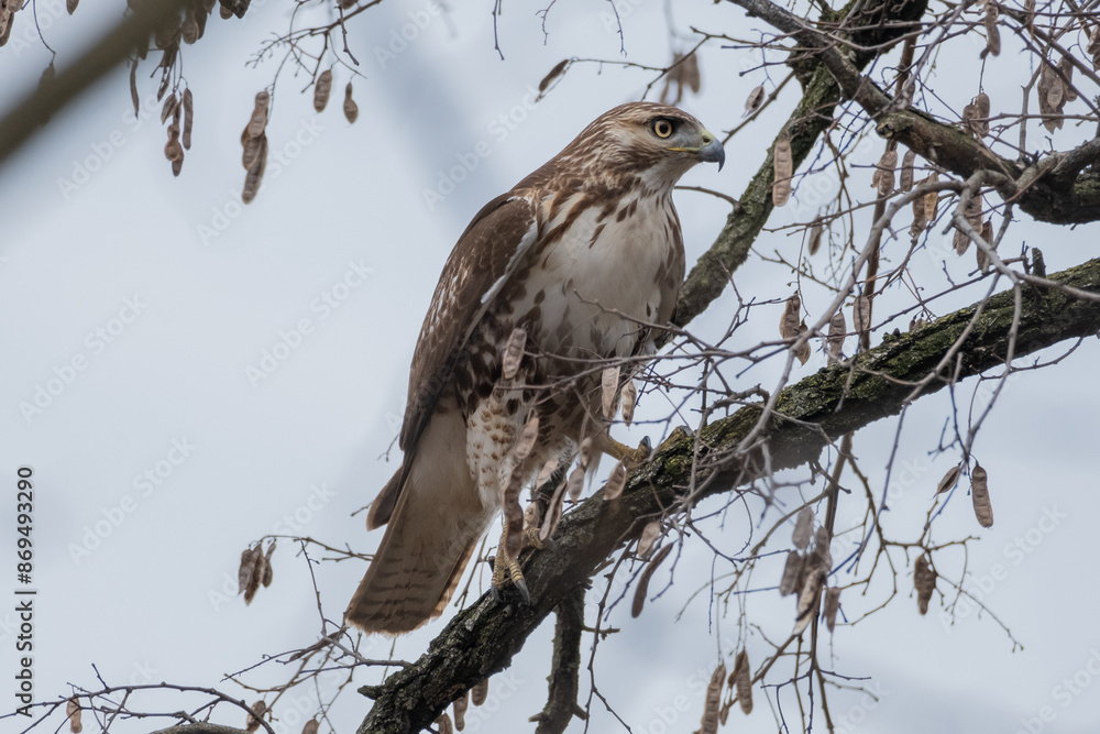 Red-Tailed Hawk Red-Tailed Hawk
