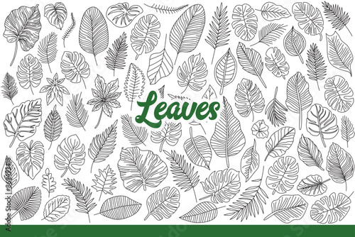 Leaves from tropical trees and shrubs growing on southern islands or jungles. Leaves of different shapes and sizes for design of botanical books or environmental magazines. Hand drawn doodle