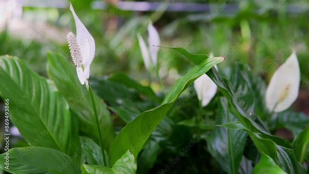 Close up of a peace lily flower in a botanical garden
Close up of a peace lily flower in a botanical garden
