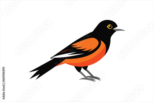 A beautiful Oriole bird Vector artwork illustration 