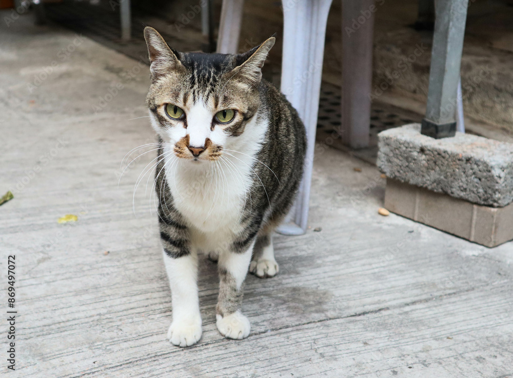 Obraz premium close up of a tabby stray cat kitten pet animal on the ground not looking at the camera
