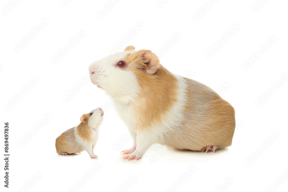 Mother guinea pig and baby pup isolated on white Mother guinea pig and baby pup isolated on white