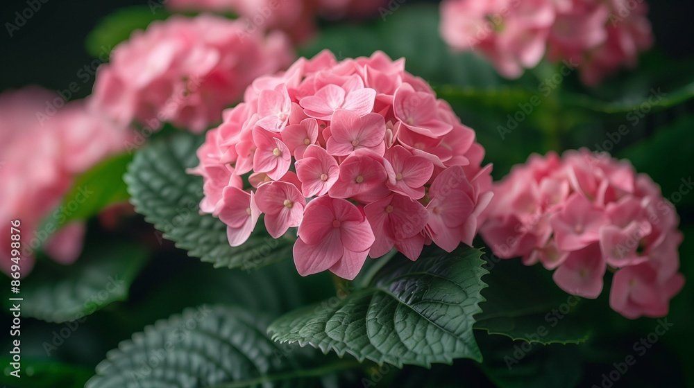 Beautiful pink hydrangea with lush leaves closeup image. Bright summer blossom of garden bushes close up photography. Hortensia flowers blossoming beauty concept photo realistic Beautiful pink hydrangea with lush leaves closeup image. Bright summer blossom of garden bushes close up photography. Hortensia flowers blossoming beauty concept photo realistic