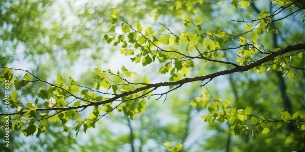 Sunlight Through Green Leaves
