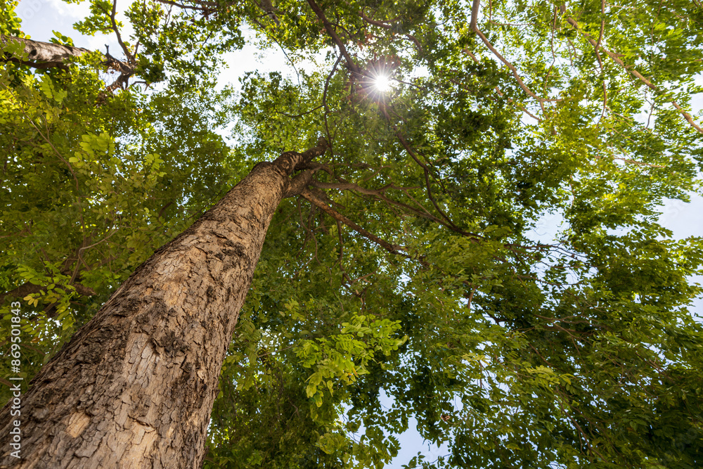 Fototapeta premium A low-level ant-eye view, looking through the base of a large, towering tree.