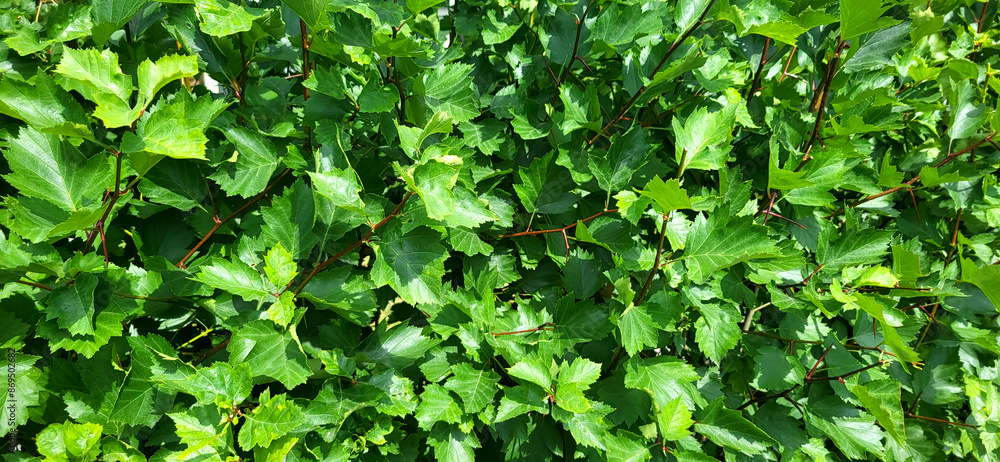 Green leaves pattern background, natural background and wallpaper. Nature of green leaf in garden at summer. Natural green leaves plants using as spring background. Green leaves pattern background, natural background and wallpaper. Nature of green leaf in garden at summer. Natural green leaves plants using as spring background.