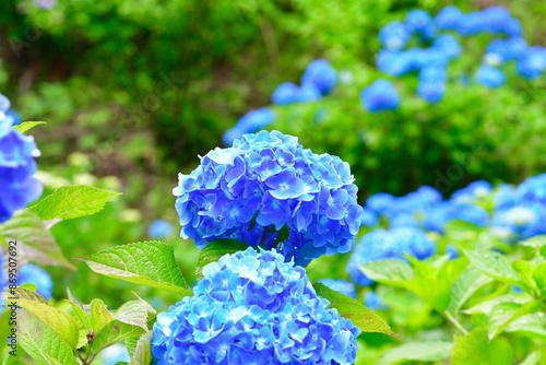 護摩堂山アジサイ園（新潟県）