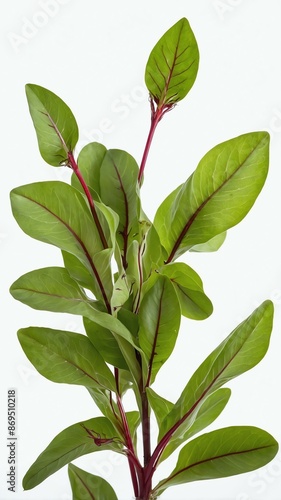 sorrel isolated on white background photo