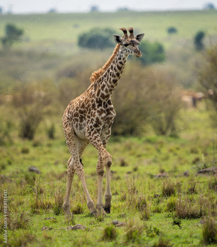 Obraz premium Here is one example of many animals I photographed in Kenya. This photo was specifically taken in the Masai Mara.