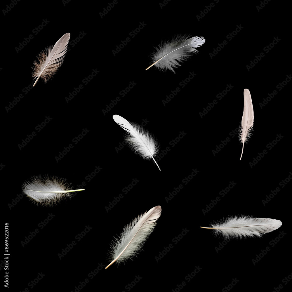 Obraz premium White fluffy feathers on a black background