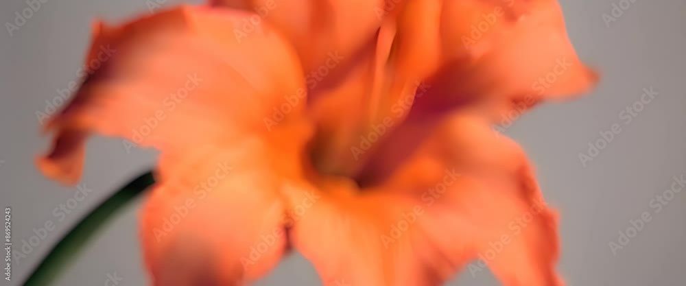 Close up of gladiolus orange flower Video 4k animation Close up of gladiolus orange flower Video 4k animation
