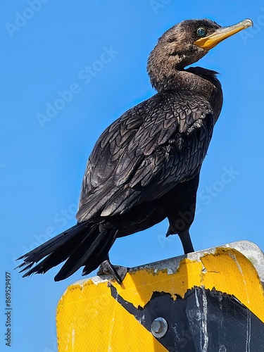 Cormorant at Anahuac National Wildlife Refuge, Texas photo