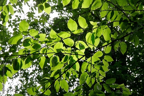 Fotografie Betula Lenta green leaves in park