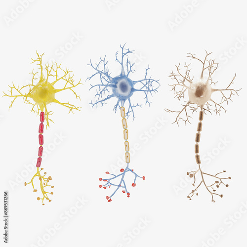 Realistic 3D Render of Human Nervous System photo