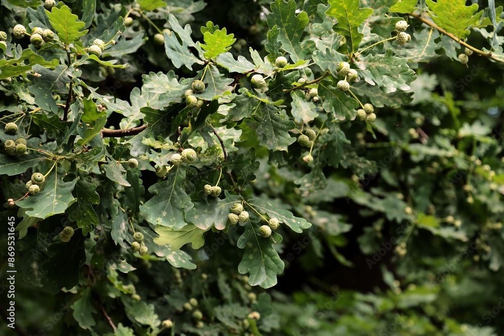 oak tree and growing small acorns at spring oak tree and growing small acorns at spring