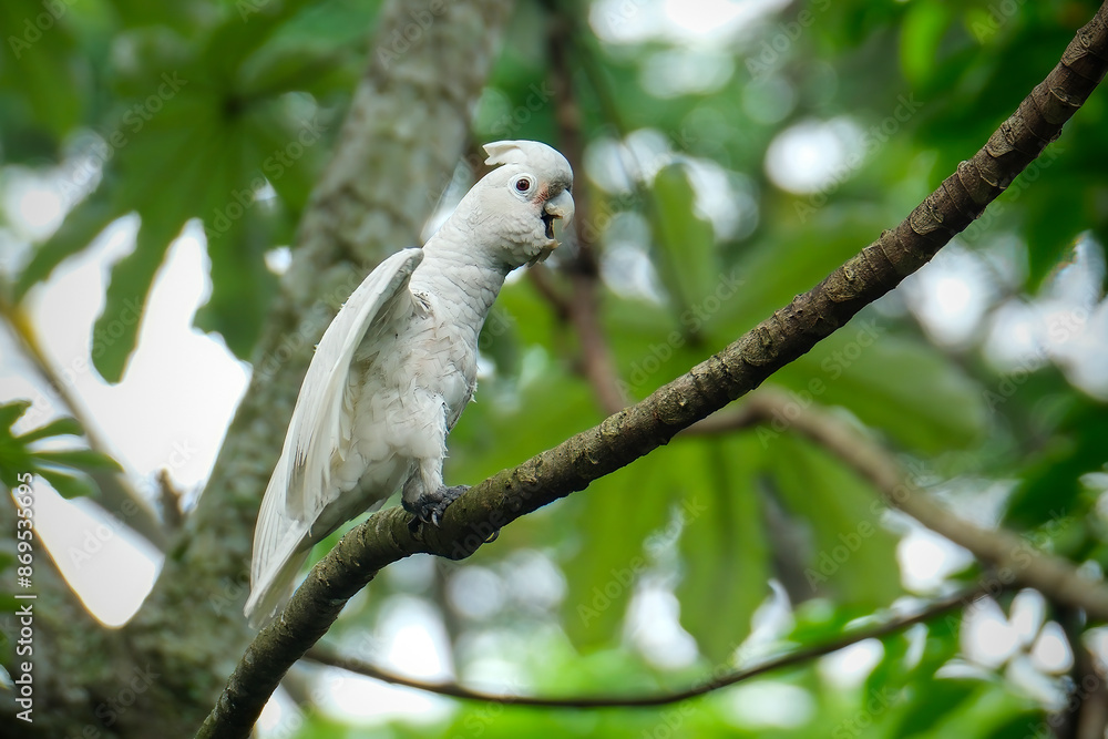 Sulphur-crested cockatoo (Cacatua galerita) in a tree Sulphur-crested cockatoo (Cacatua galerita) in a tree