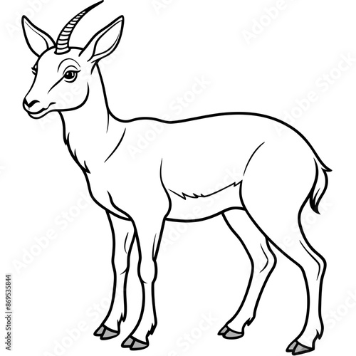 Chamois vector illustration